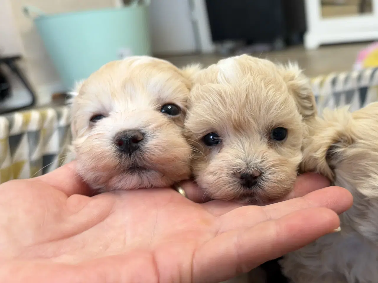 Billede 1 - Mini Maltipoo babyer 