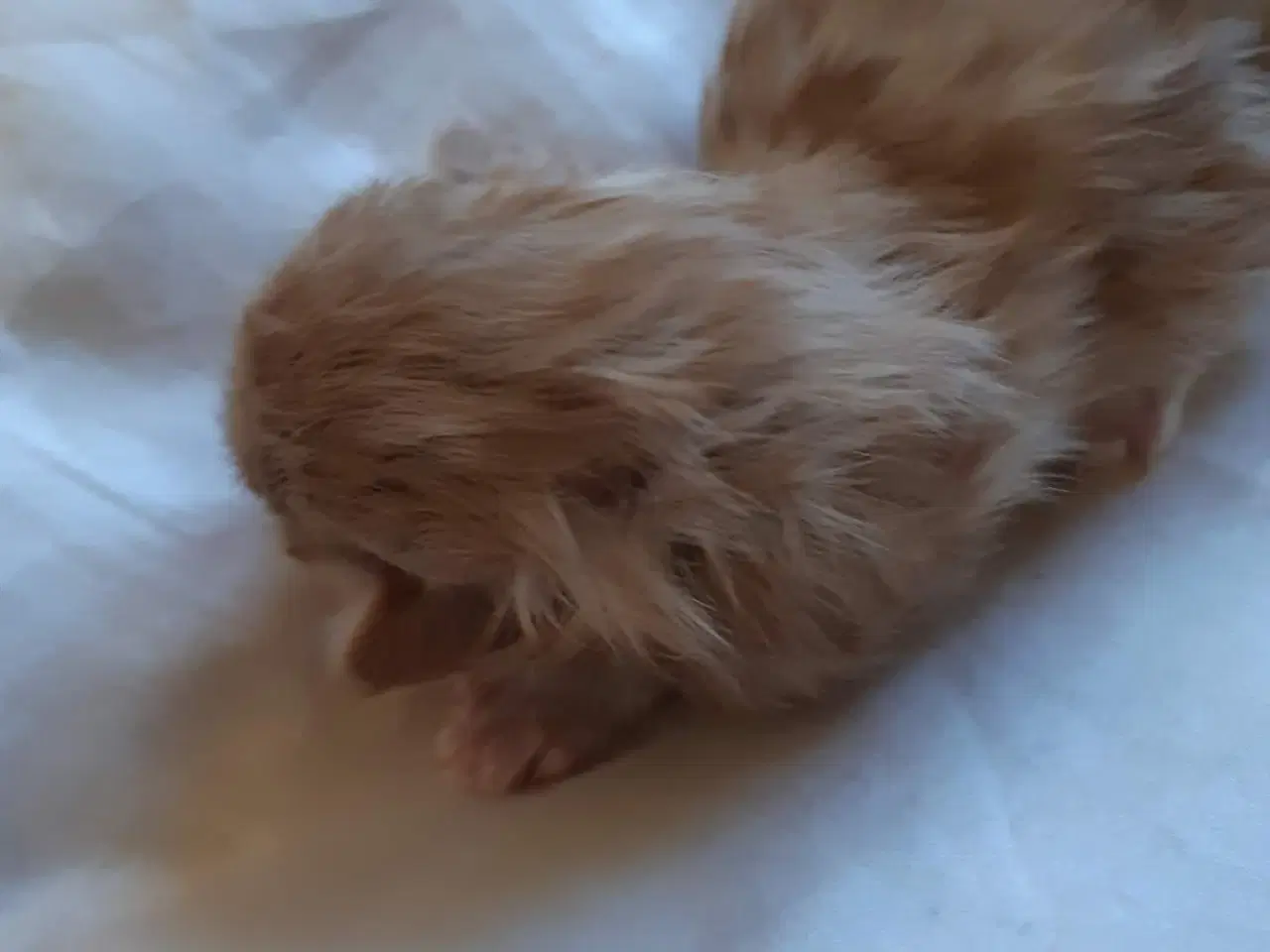 Billede 3 - Maine Coon killinger, klar 17 juni