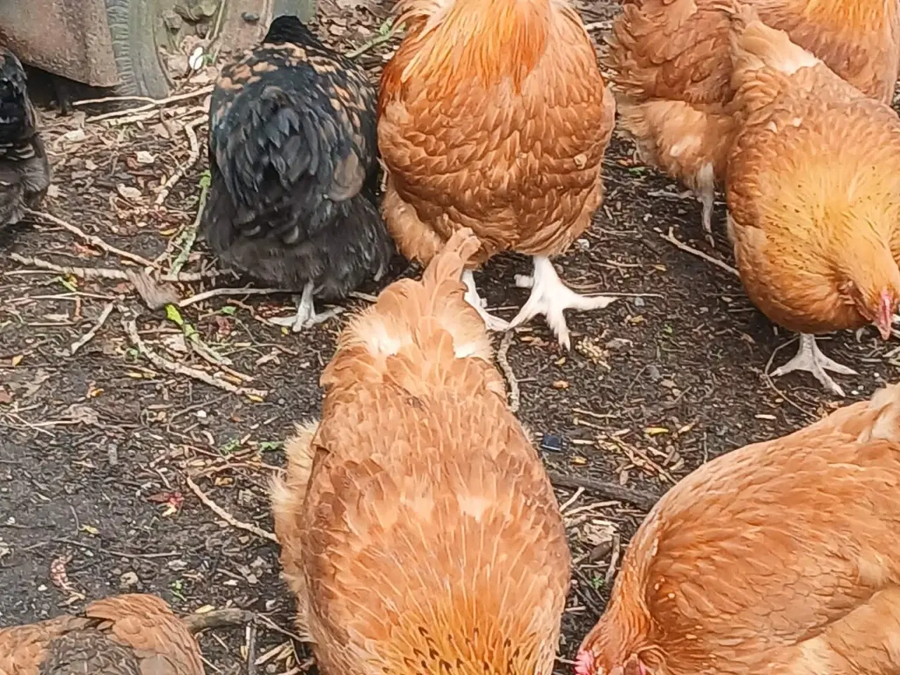 Billede 15 - Hønniker af store æglæggereø