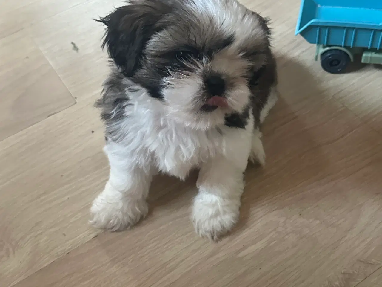 Billede 2 - Shi tzu til salg