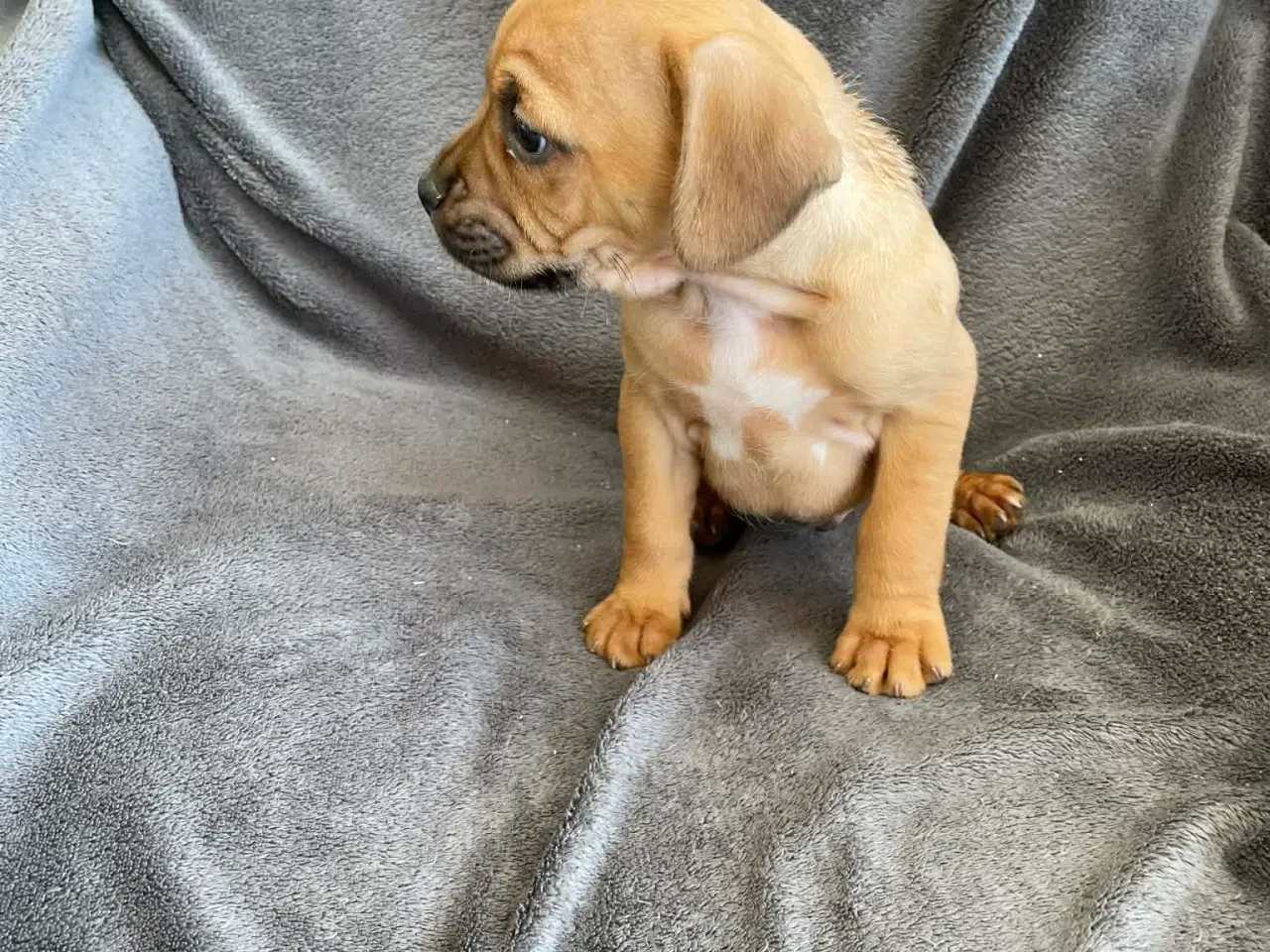 Billede 6 - Fransk-Dansk