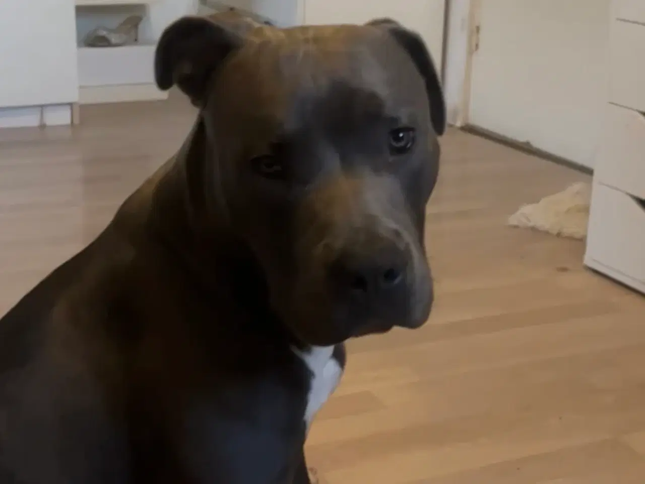 Billede 1 - Hanhund søger nyt hjem