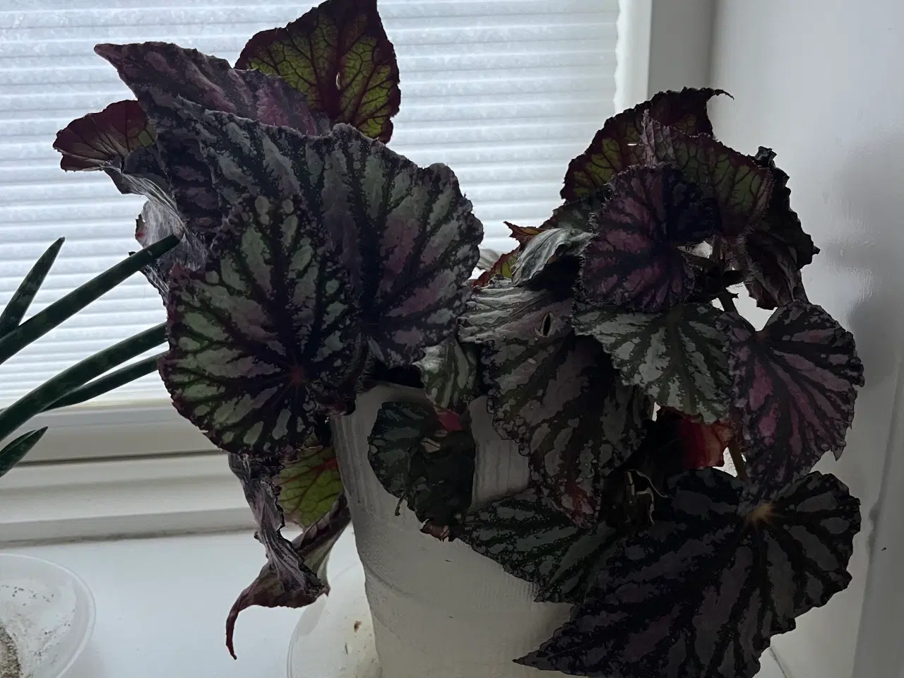 Billede 3 - Hoya carnosa and Begonia