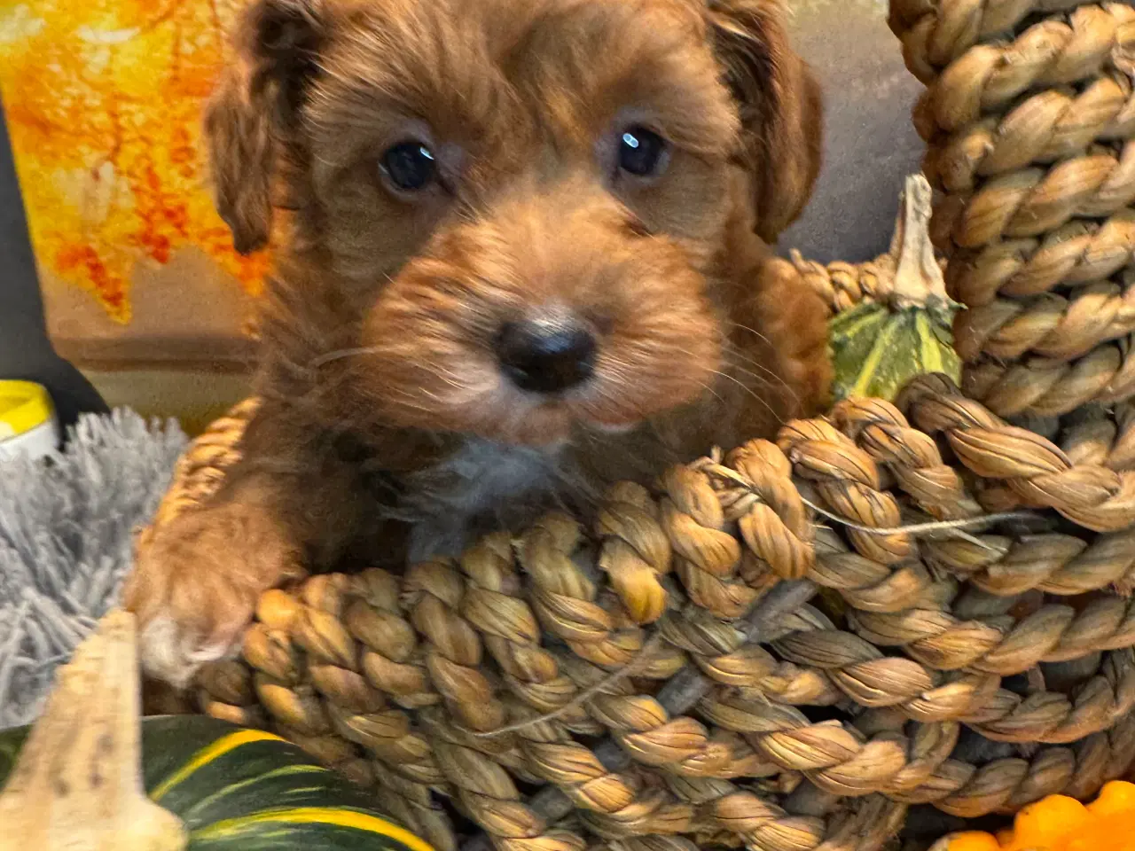 Billede 3 - 🐾✨ Skønne Maltipoo hvalpe klar til deres nye fami