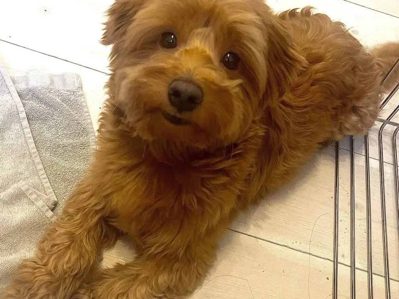 Billede 11 - Små chokoladefarvede uldtotter 🤎