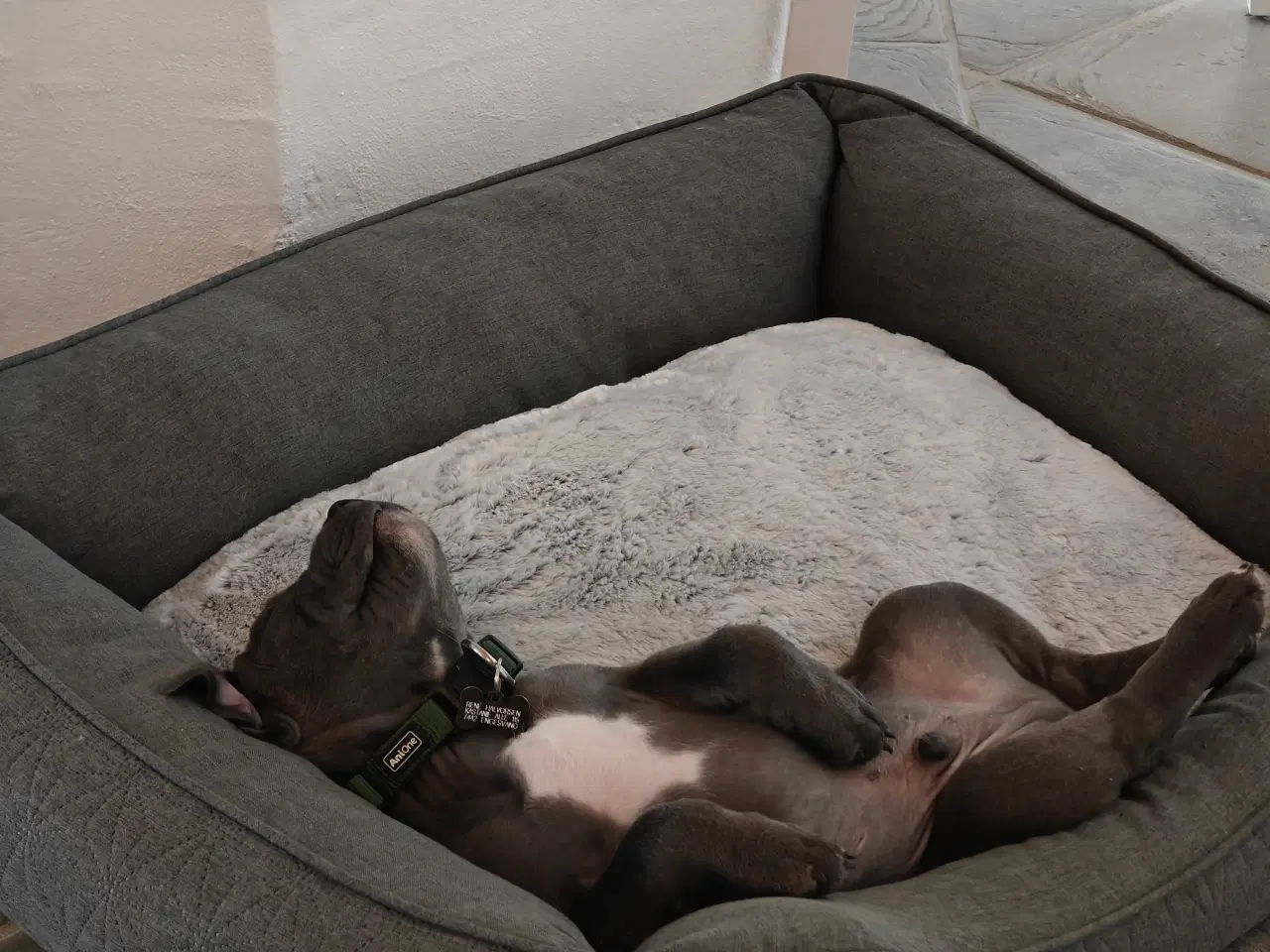 Billede 3 - Engelsk staffordshire bull terrier hvalp