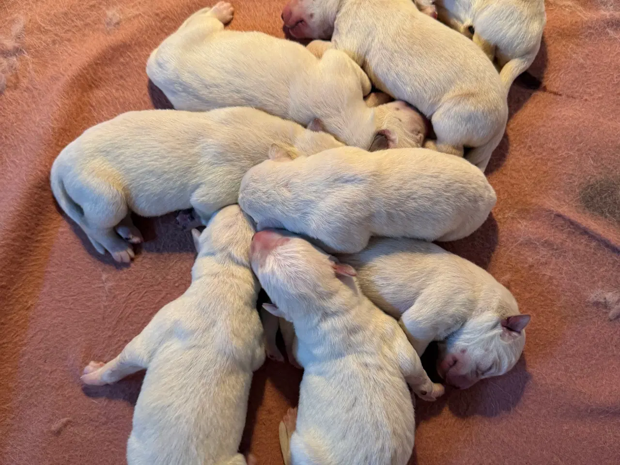 Billede 15 - Mangler du en blød familie julegave