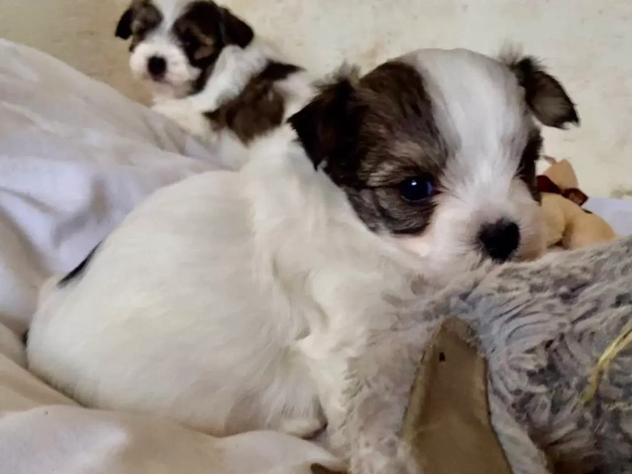 Billede 10 - Biewer Yorkshire terrier / Bolognese