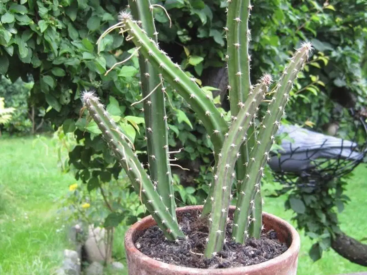 Billede 2 - Nattens dronning kaktus købes tages imod