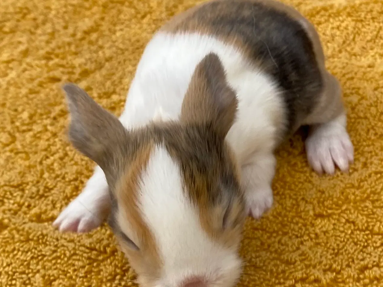 Billede 6 - HOLLÆNDER HUN JAPANER SORT/GUL