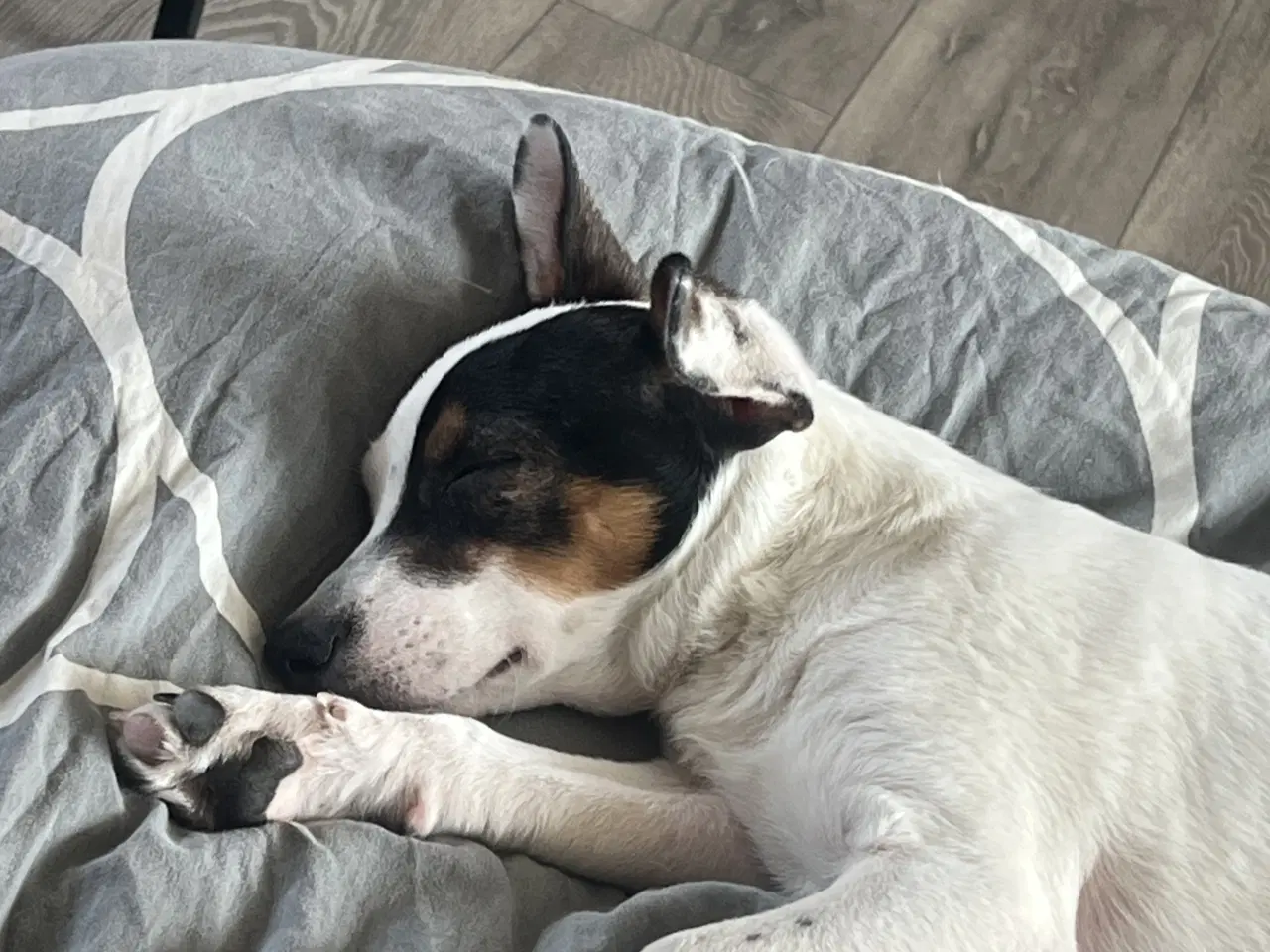 Billede 6 - Dansk svensk gårdhund 