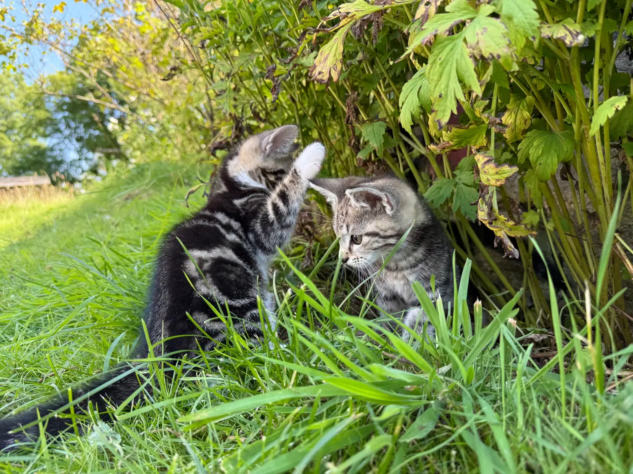 Billede 2 - Kattekillinger - huskatte