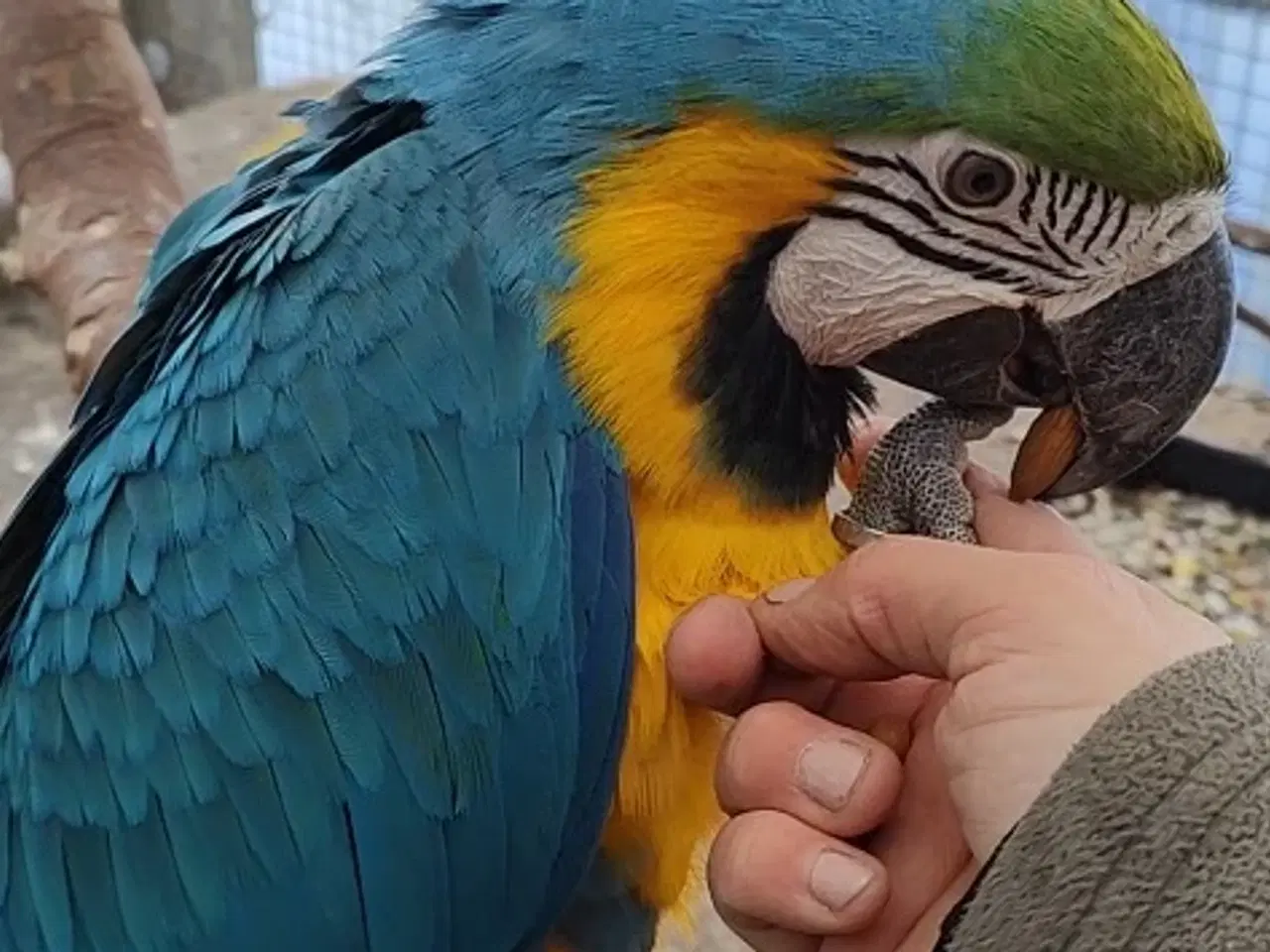Billede 3 - Blågul ara-par