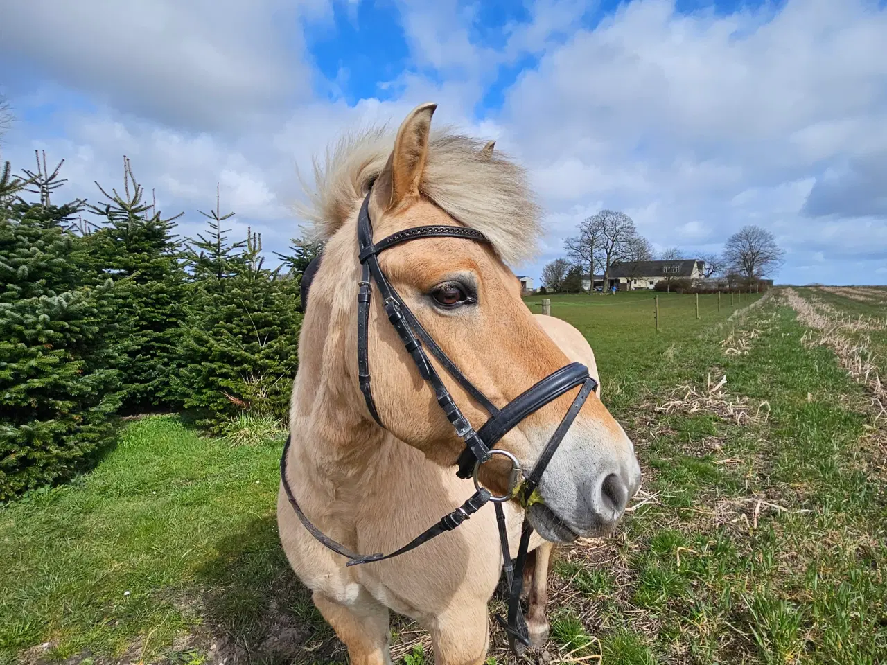 Billede 10 - Fjordhest/Nordbagger