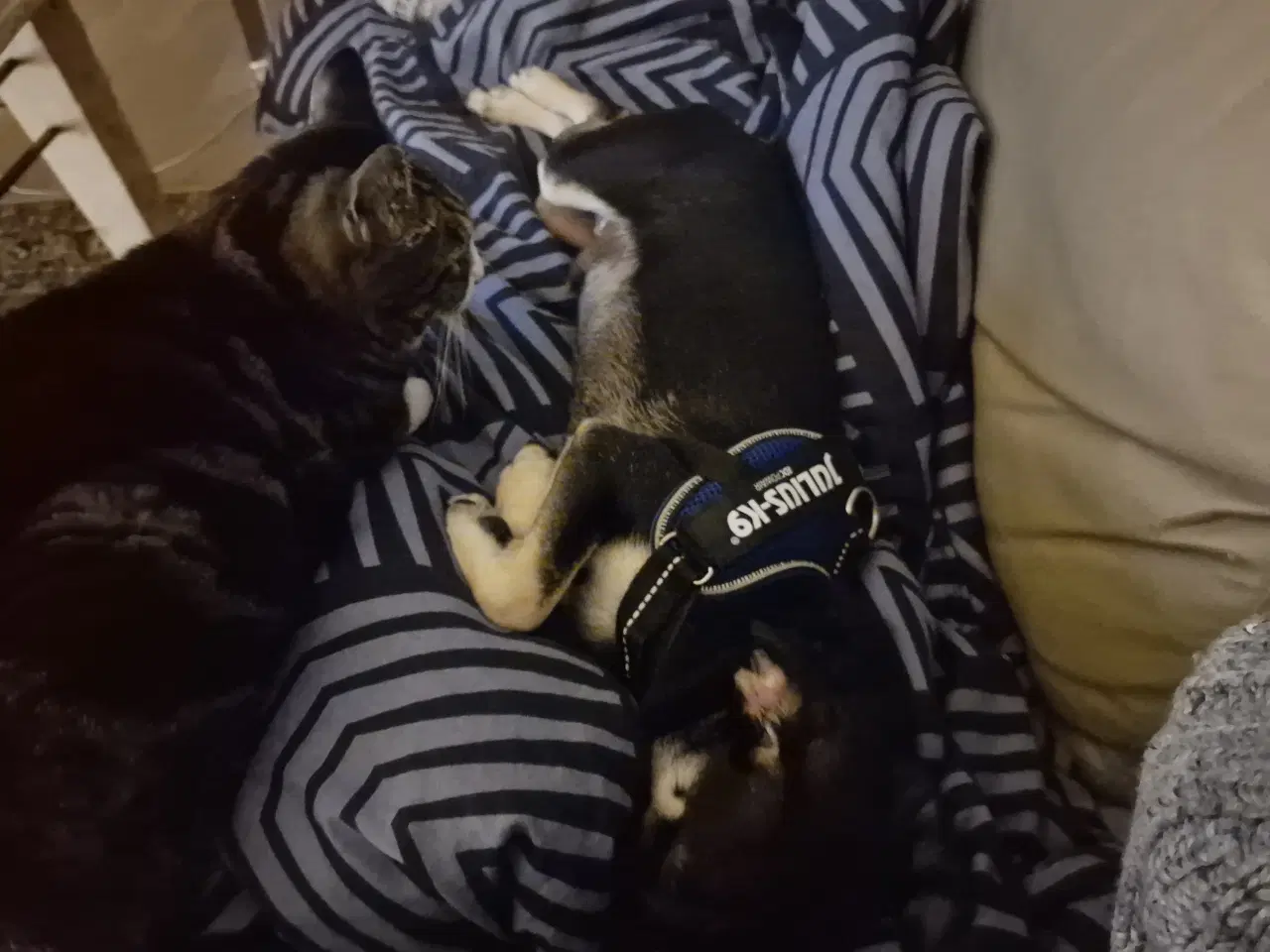 Billede 6 - Hund søger nyt hjem