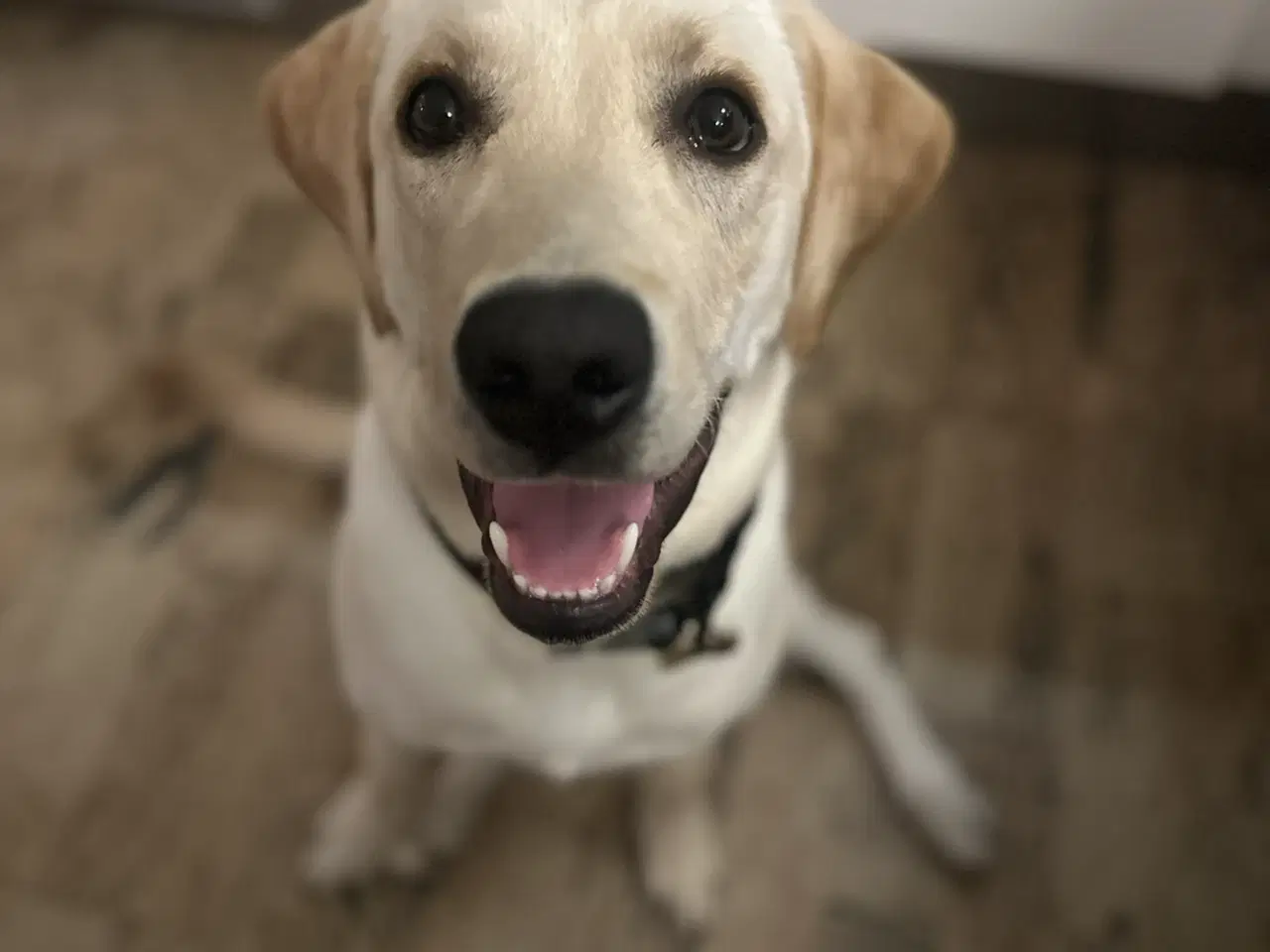 Billede 1 - Gul labrador hanhund