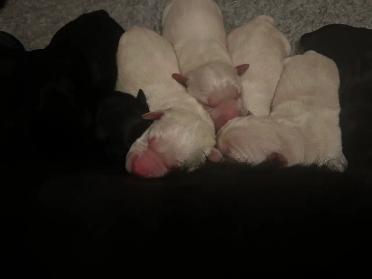 Billede 2 - Golden retriever/ labrador 