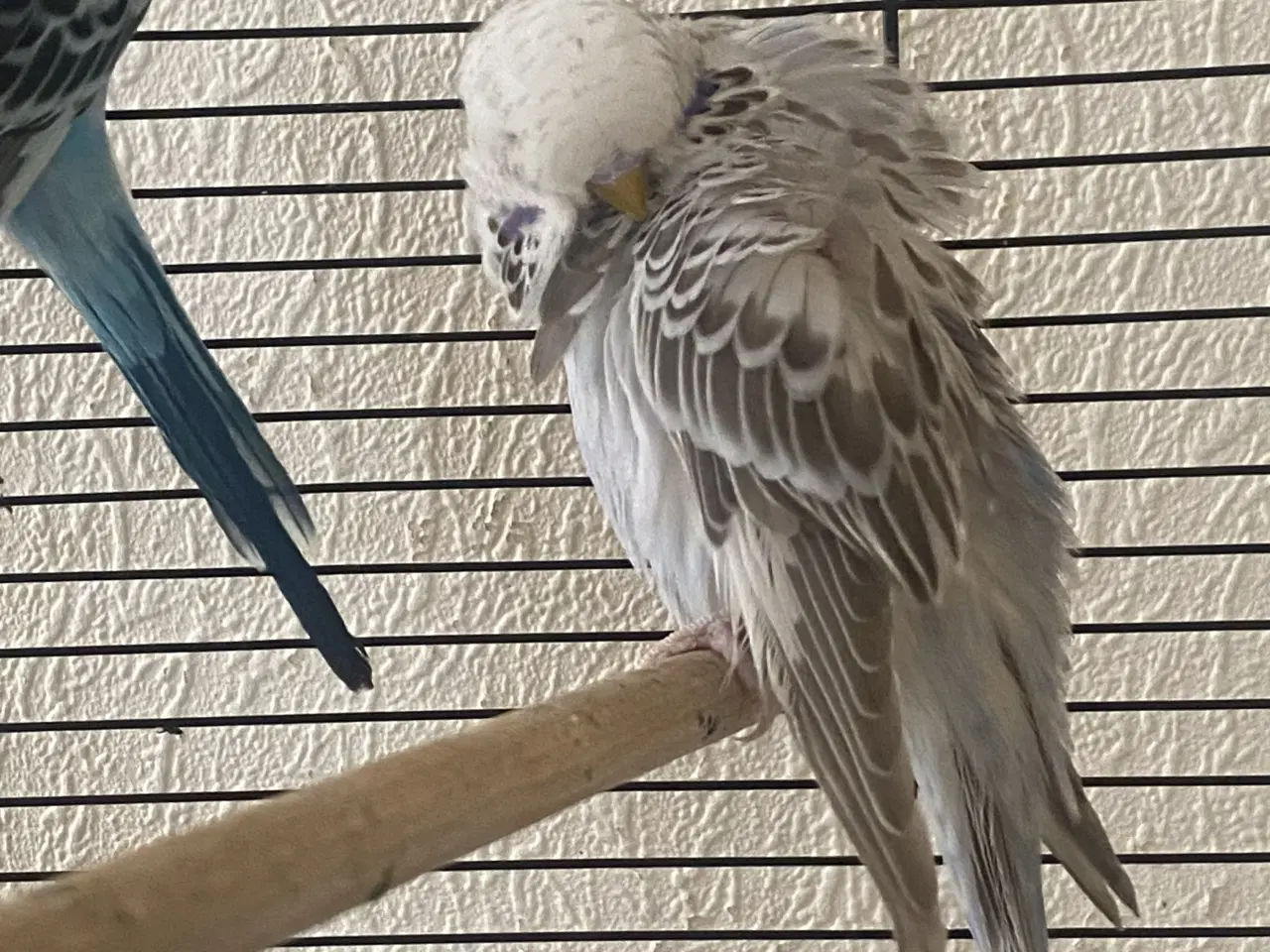 Billede 5 - Flot engelsk undulat