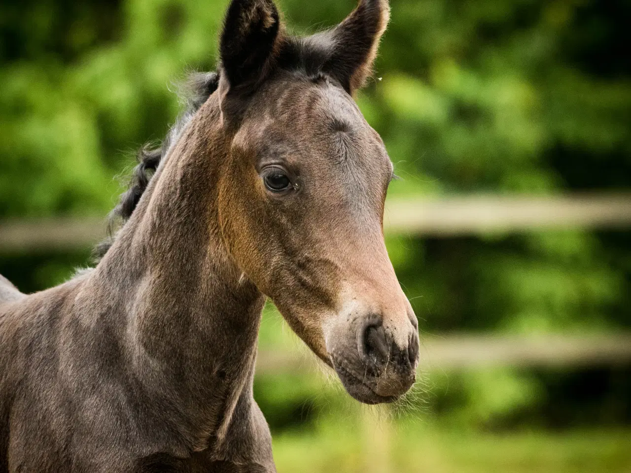 Billede 1 - herligt oldenborg hoppeføl