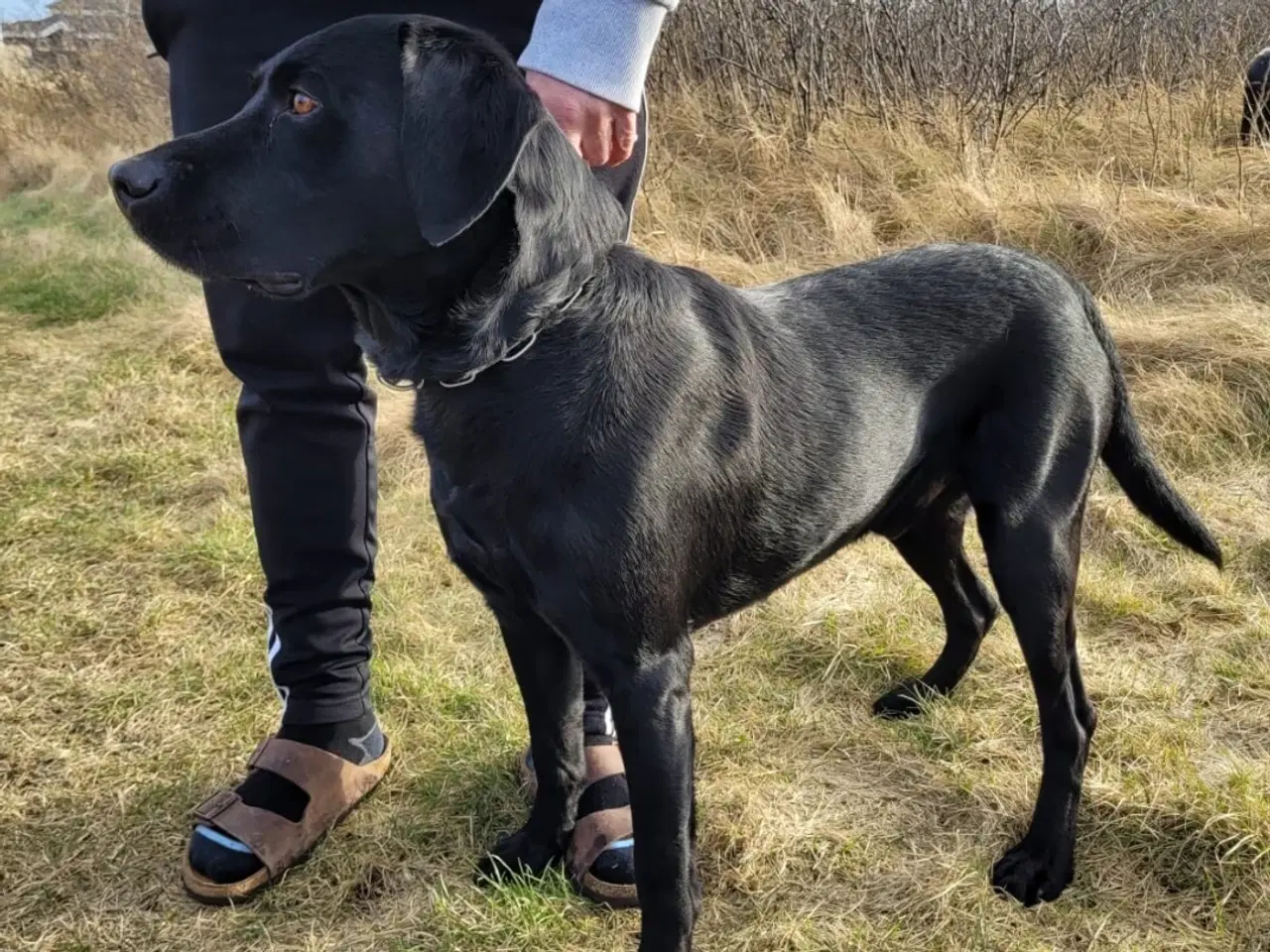 Billede 2 - Labrador Formel 1 hvalpe hvide sande