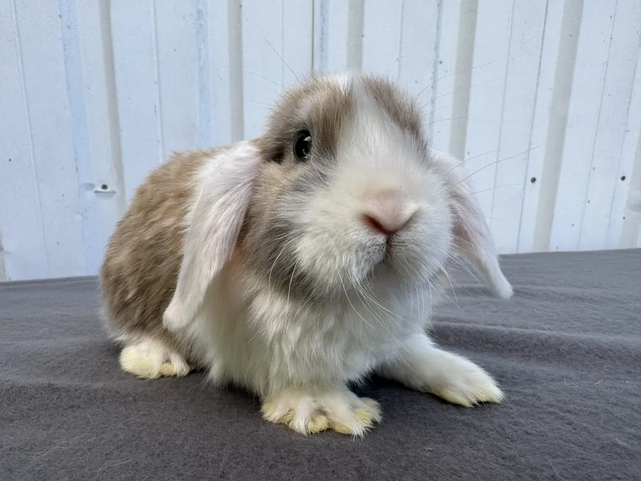 Billede 2 - 6 Dværgvædder hunner 🐰