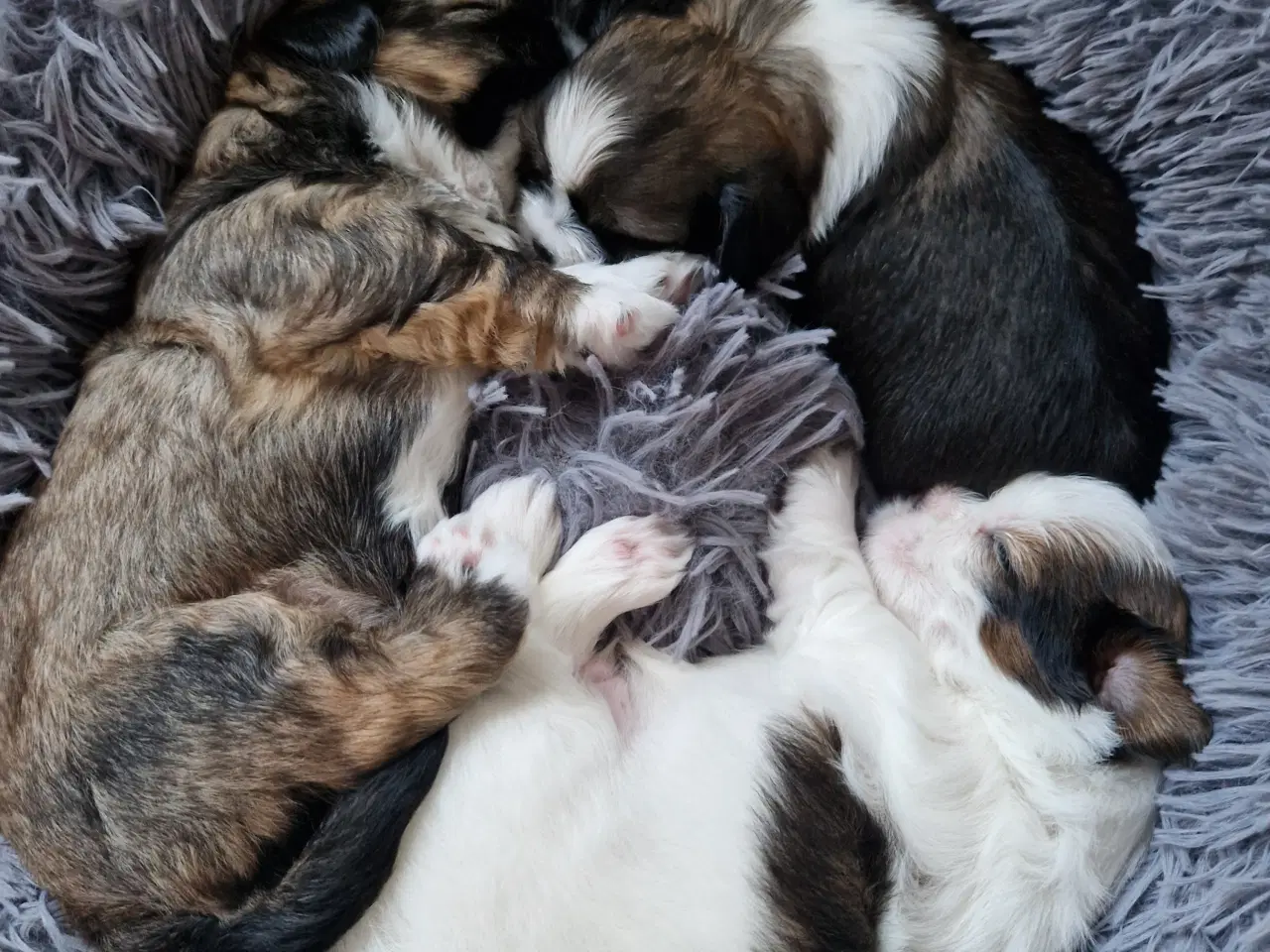 Billede 4 - Lhasa apso/ shih tzu blandingshvalpe 