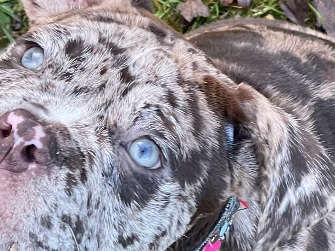 Billede 2 - Olde English bulldog 6 mdr