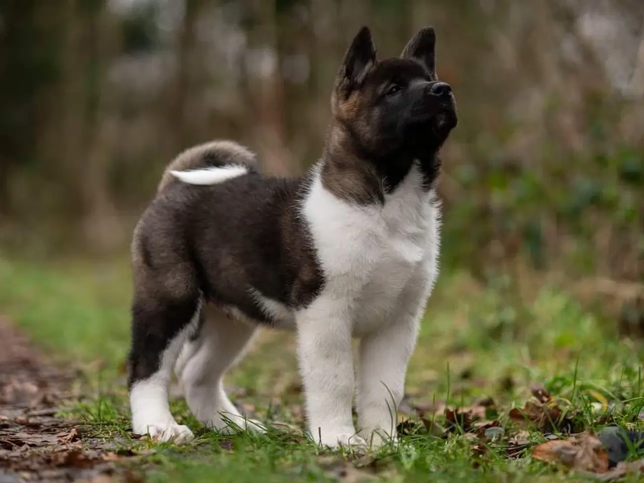 Billede 7 - American Akita hvalpe med DKK stambog