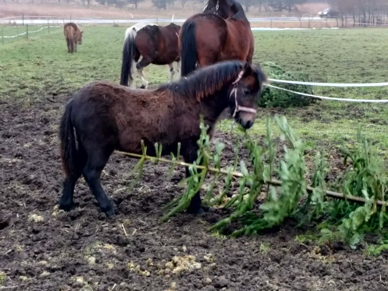 Billede 2 - Welsh mountain føl 
