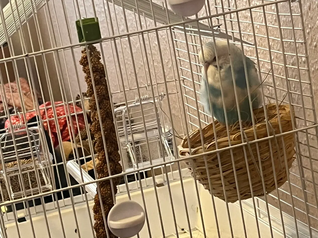 Billede 2 - Undulat unge