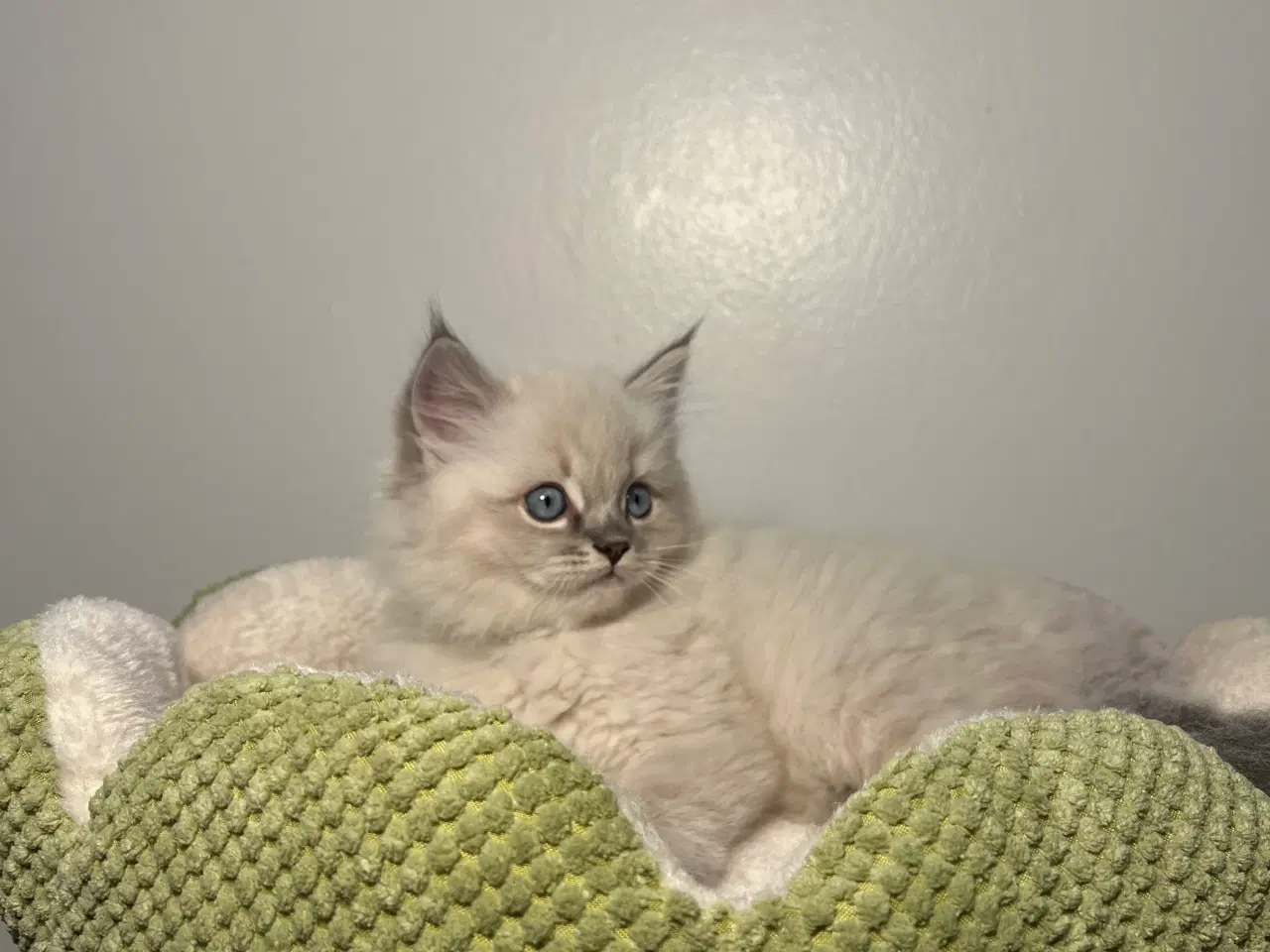 Billede 2 - Ragdolls killinger med speciel baggrund