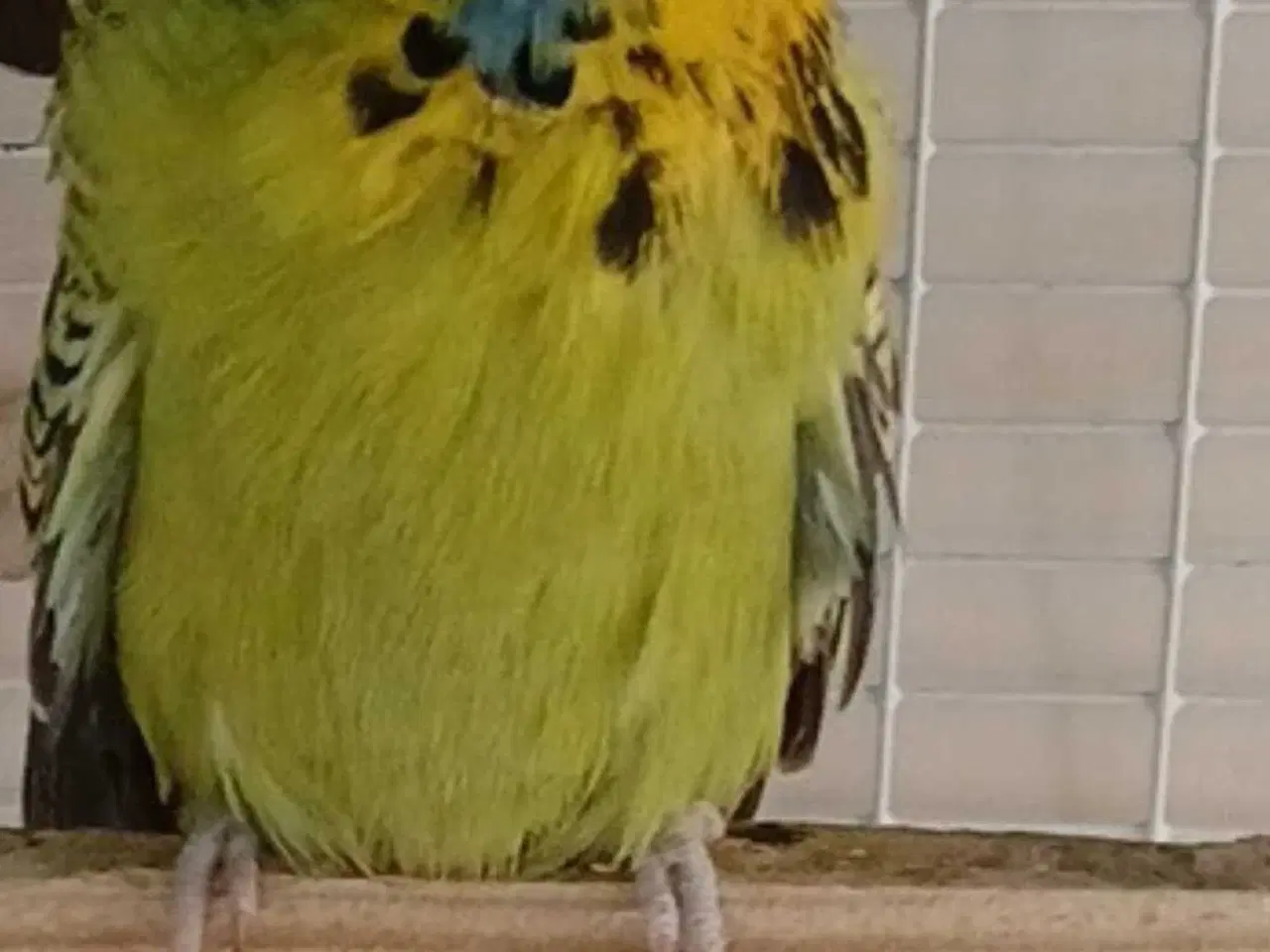 Billede 7 - Engelsk undulat hun, håndvandt