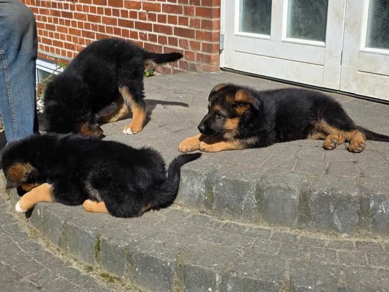 Billede 4 - Schæfer Hvalpe til salg