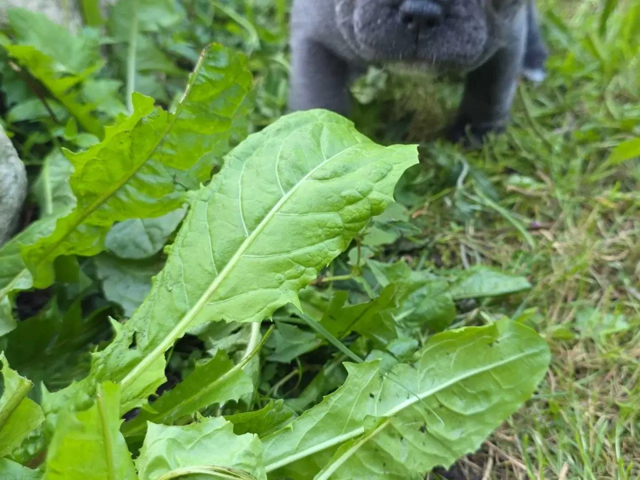 Billede 6 - Fransk  Bulldog 