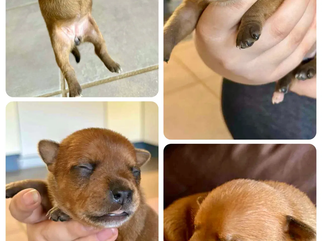 Billede 1 - Staffordshire Bull Terrier hvalpe med DKK tavle