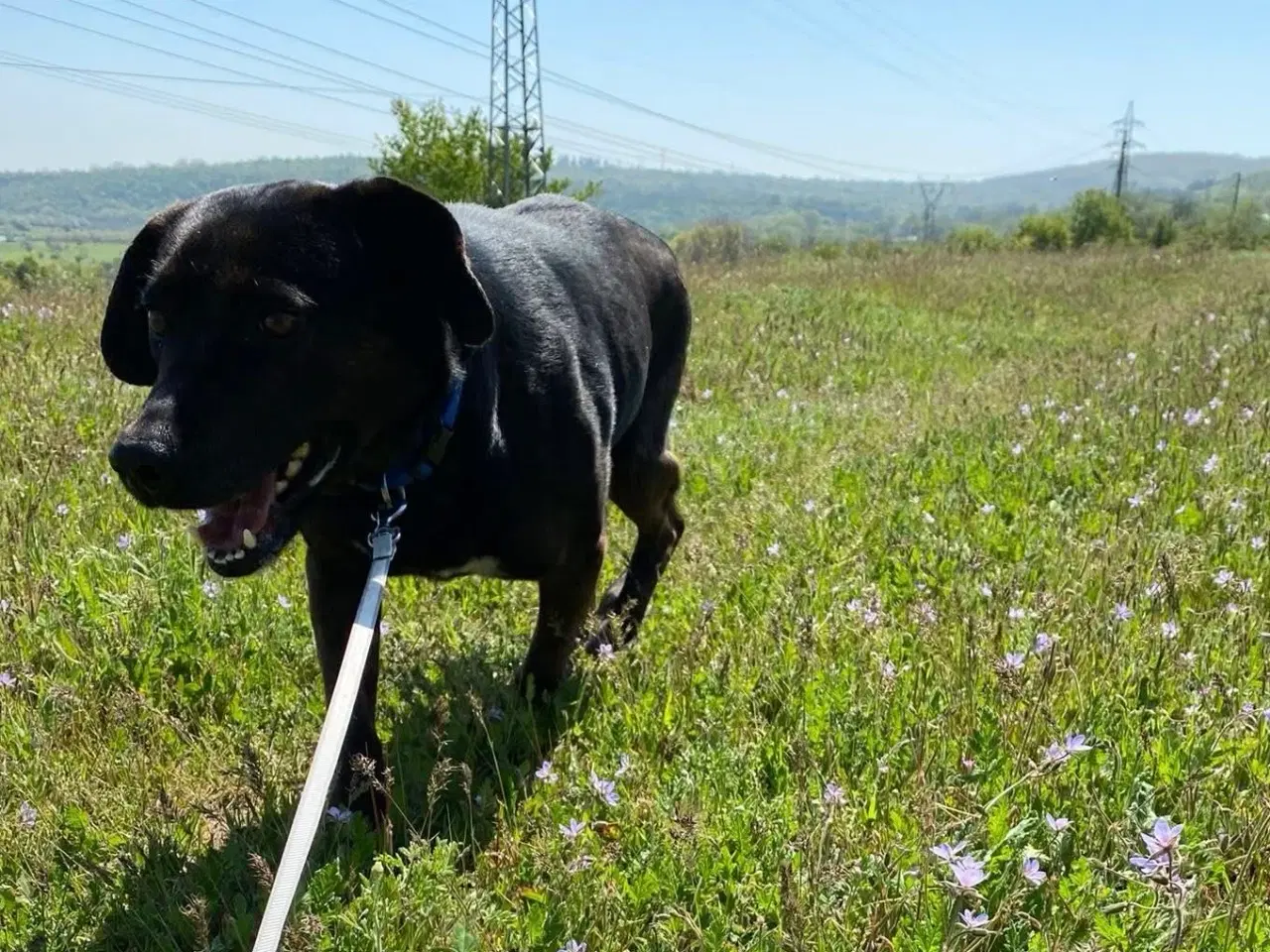 Billede 5 - Gadehunden Fie søger sit eget hjem❤️