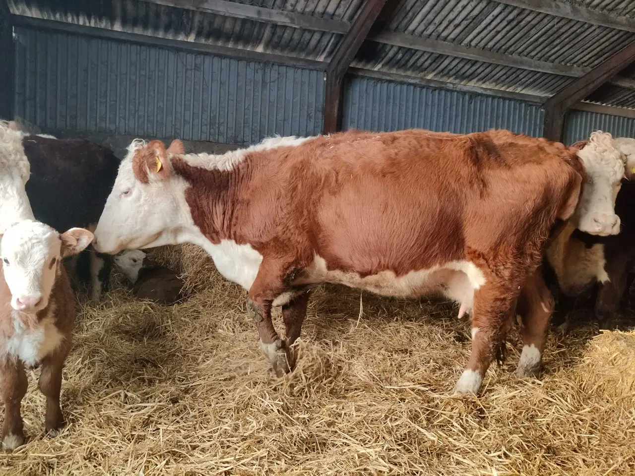 Billede 1 - Hereford køer med kalv sælges