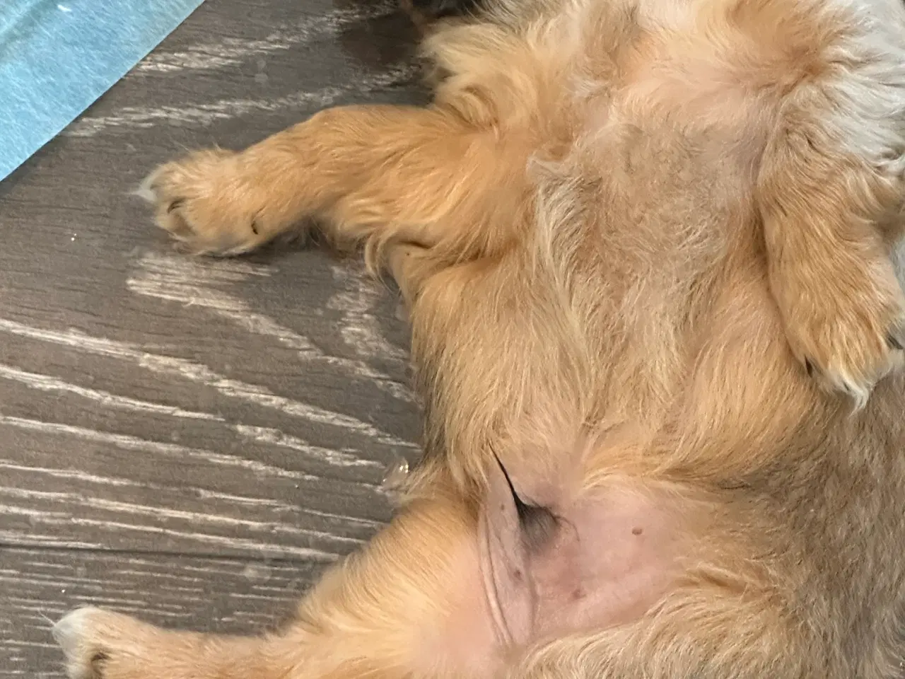 Billede 2 - Shih tzu blandinger 