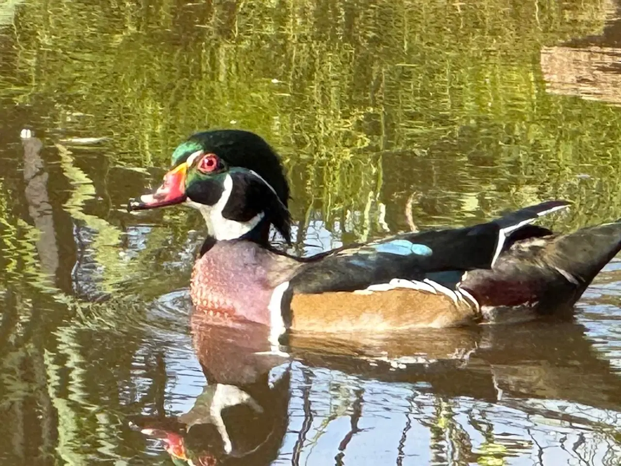 Billede 2 - Brude-ænder, prydænder