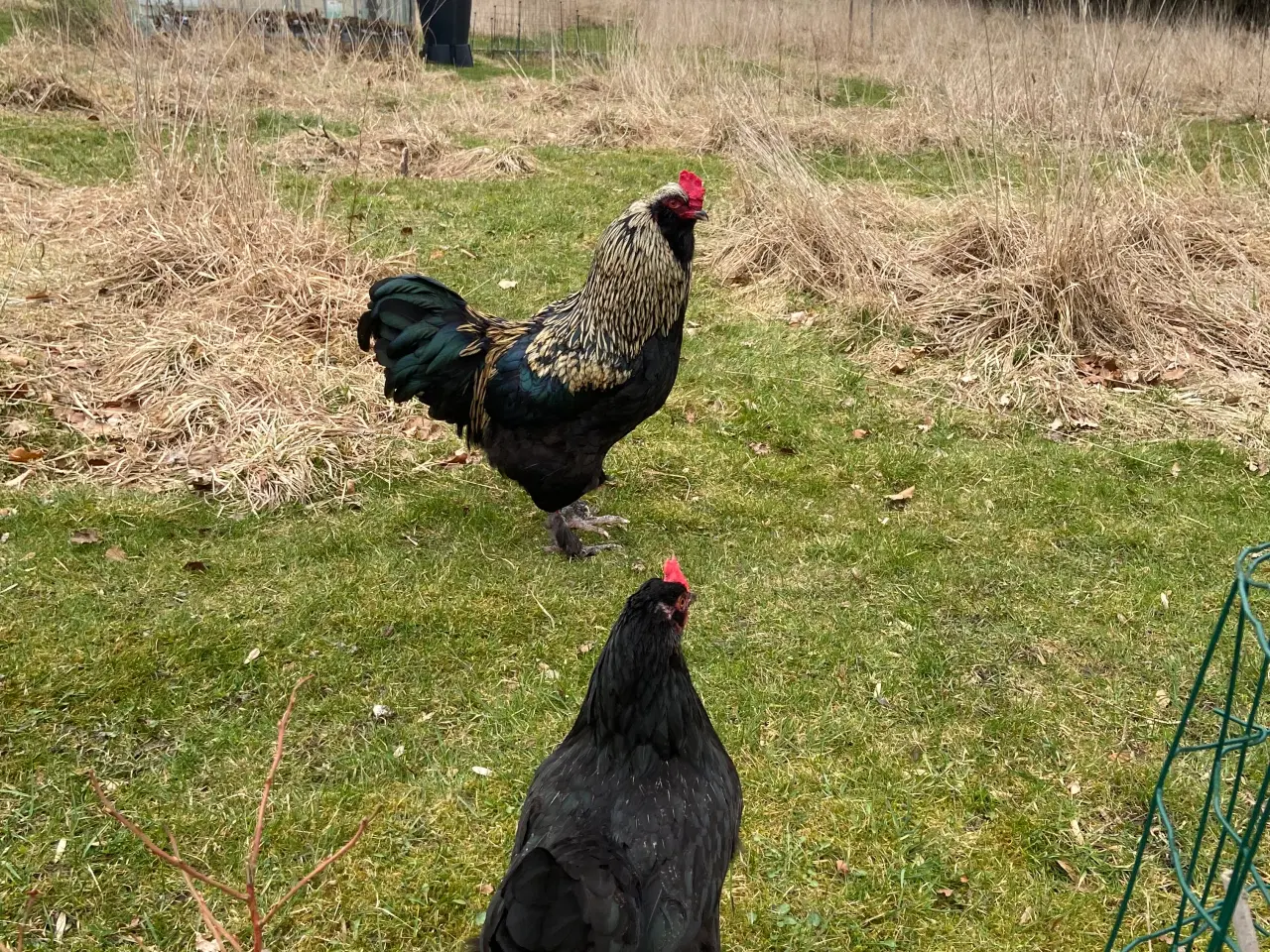 Billede 3 - Haner gives væk