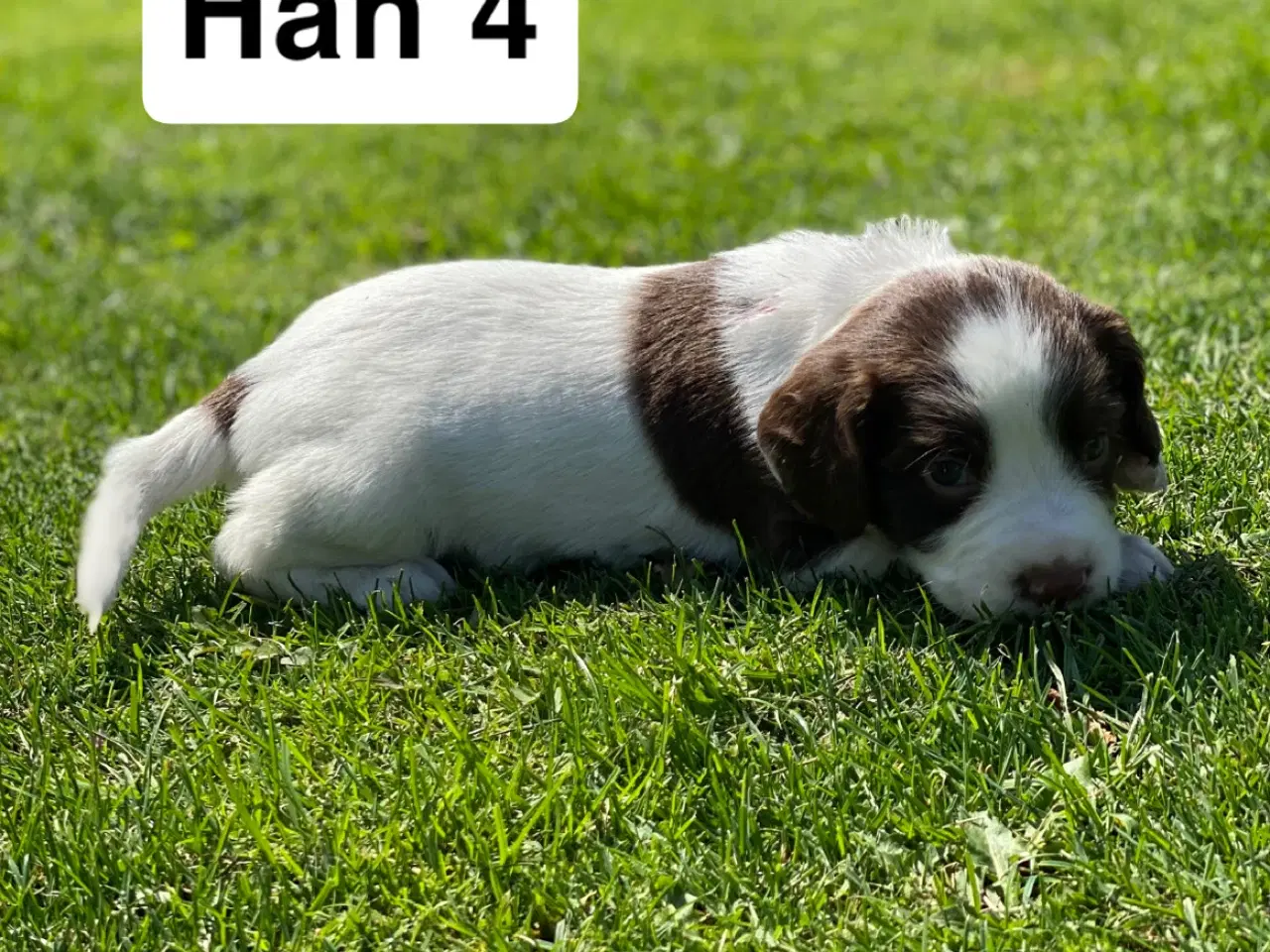 Billede 6 - FT Springer Spaniel hvalpe - klar til flyt 6 sep.