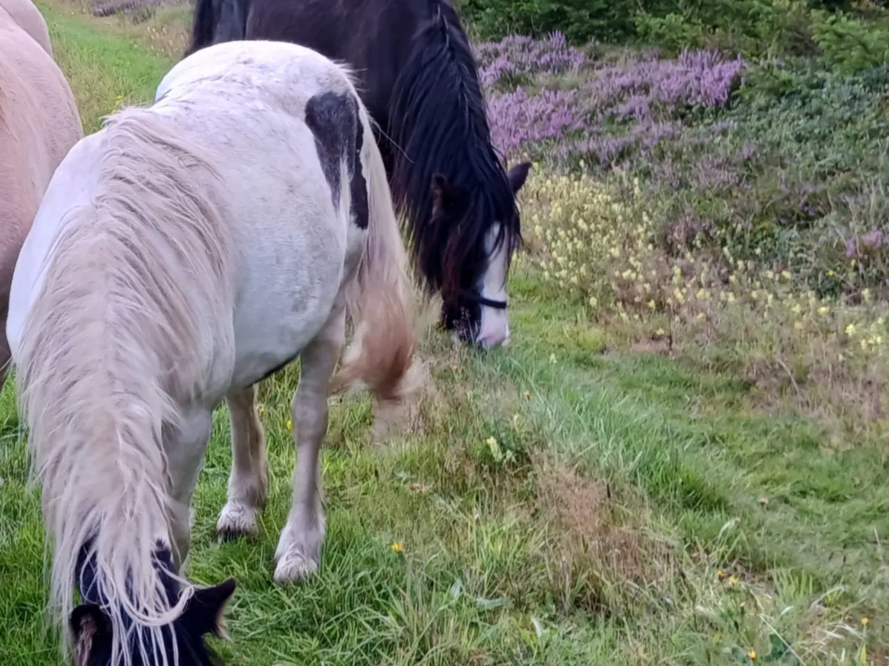 Billede 8 - Masser af skæg og charme