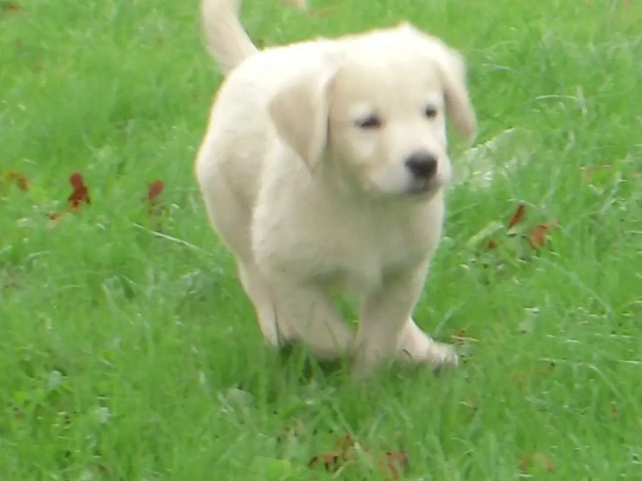 Billede 2 - Labrador retriever hun hvalp