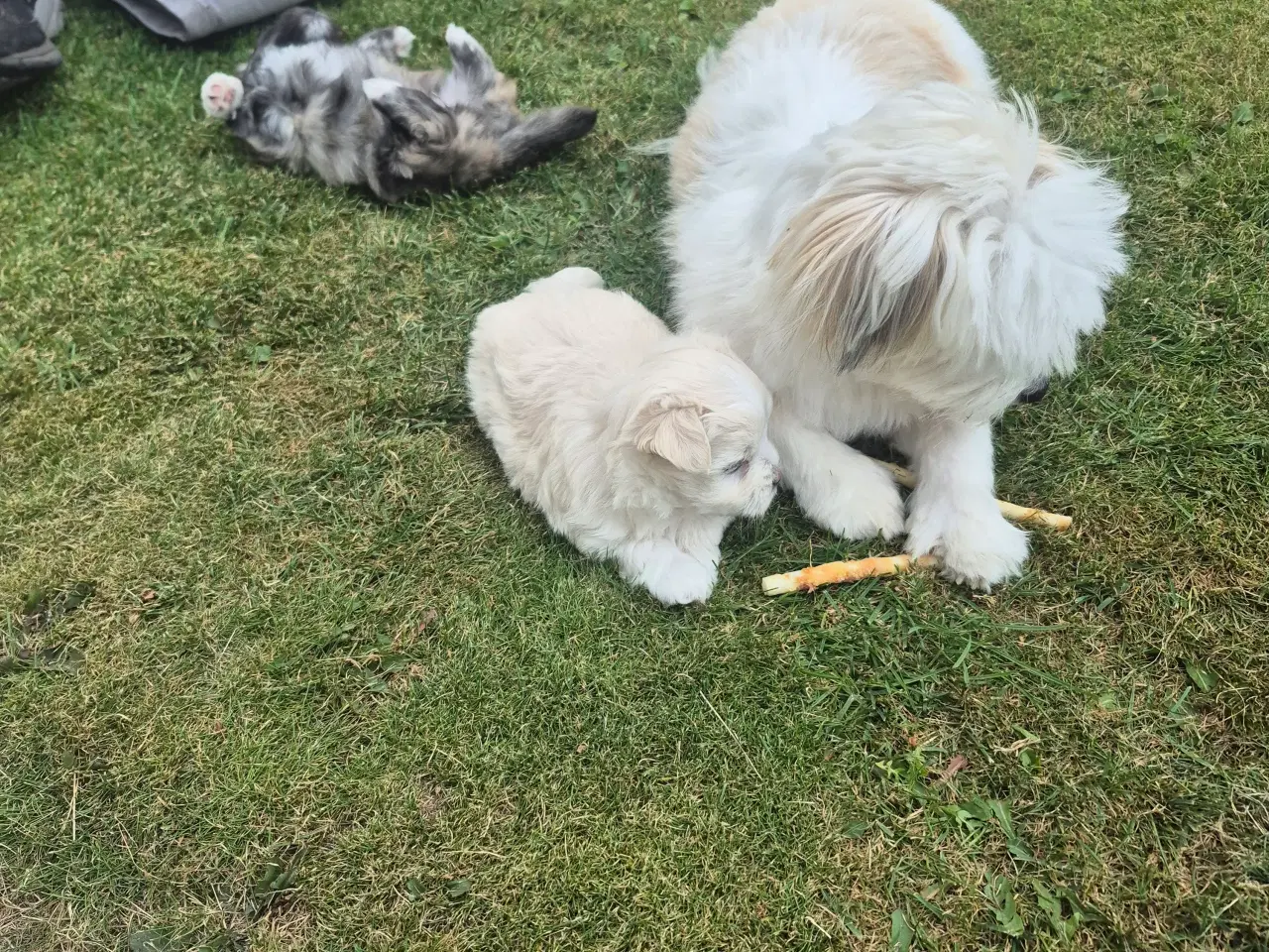 Billede 18 - Søde Frida søger madskål 🥰