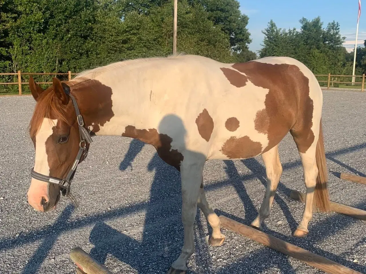 Billede 8 - Skønneste 4 års pinto vallak 
