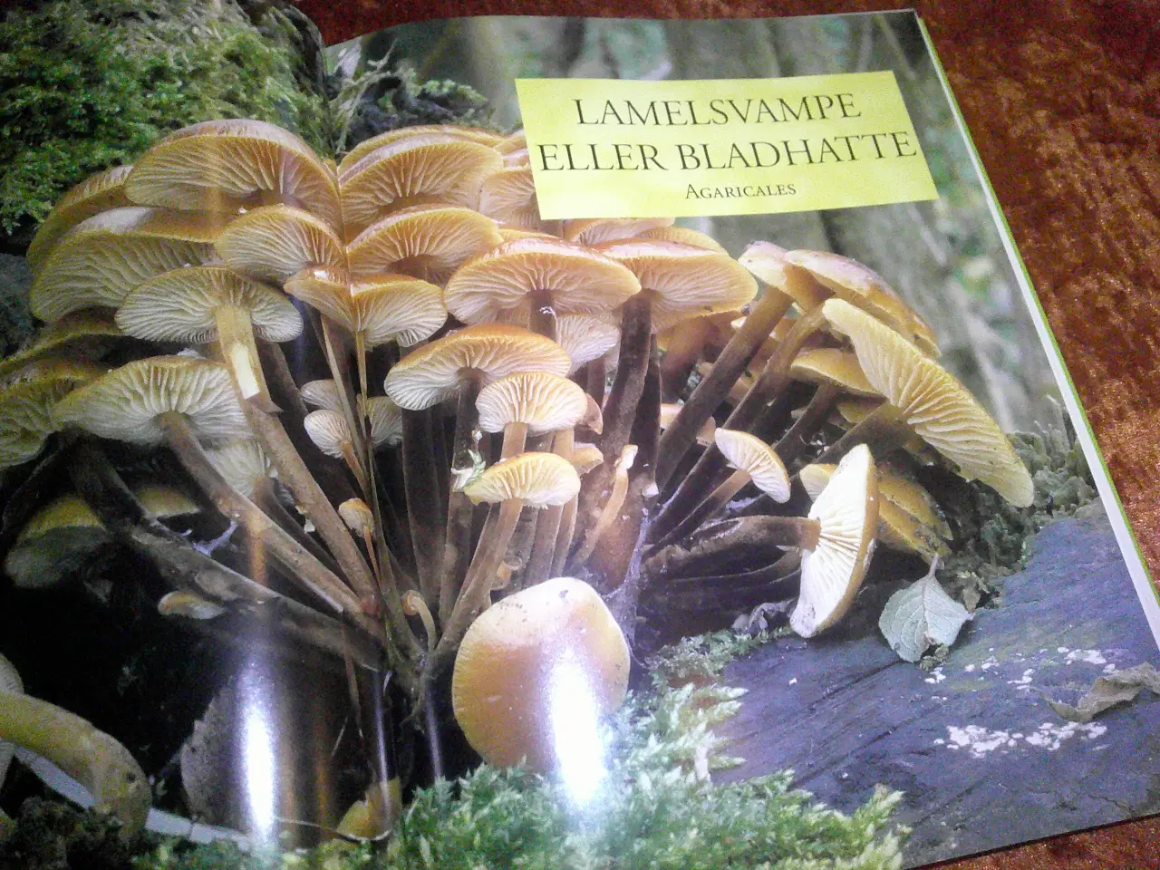 Billede 3 - Svampe, R. Lohmeyer, Ute Künkele