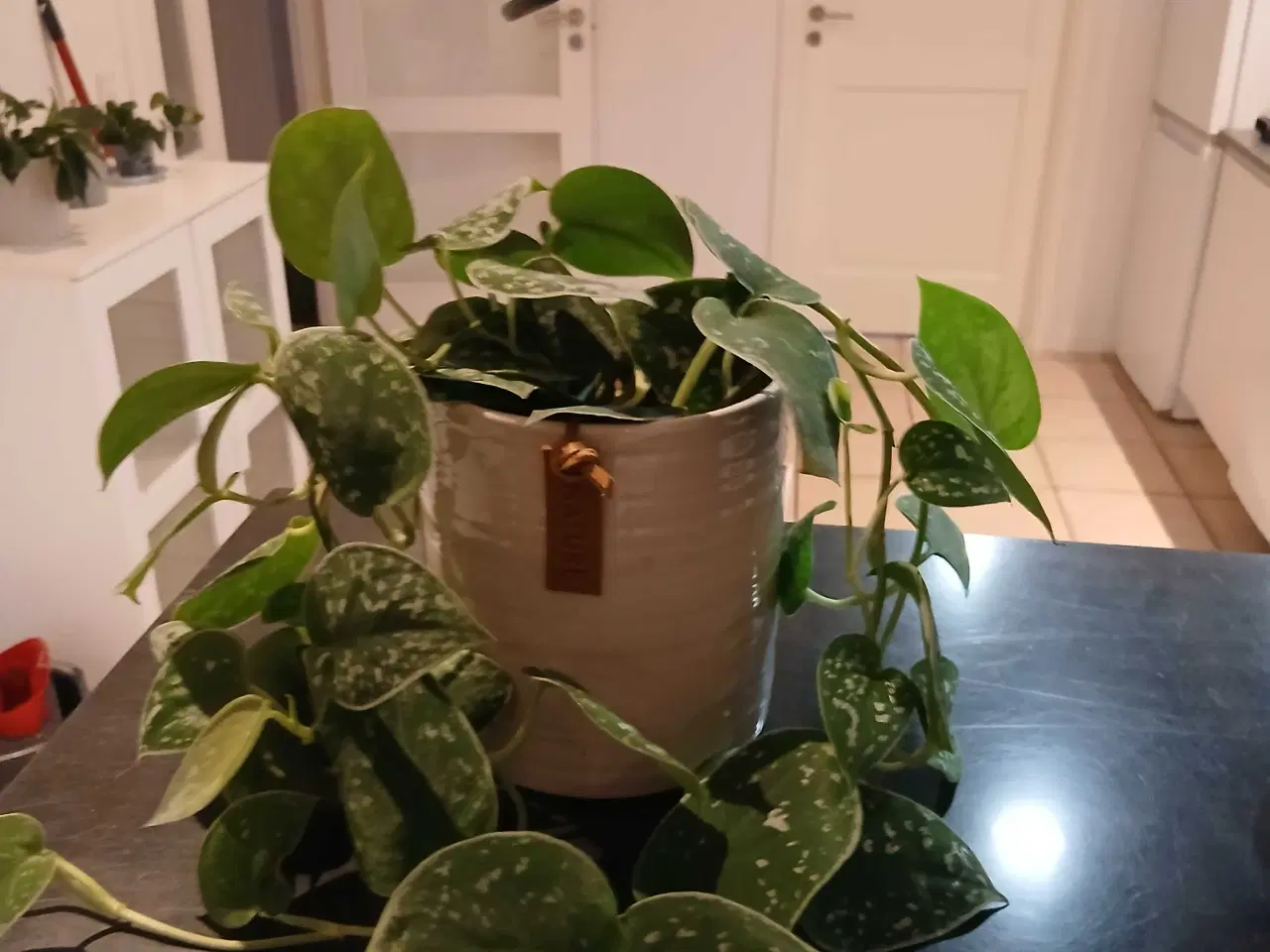 Billede 5 - Diverse planter og krukker