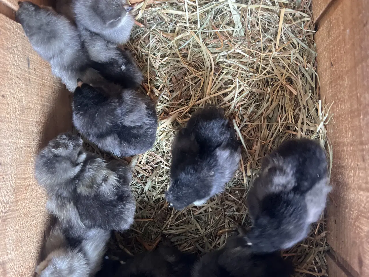 Billede 1 - Små kyllinger fra blå/grønne æg 