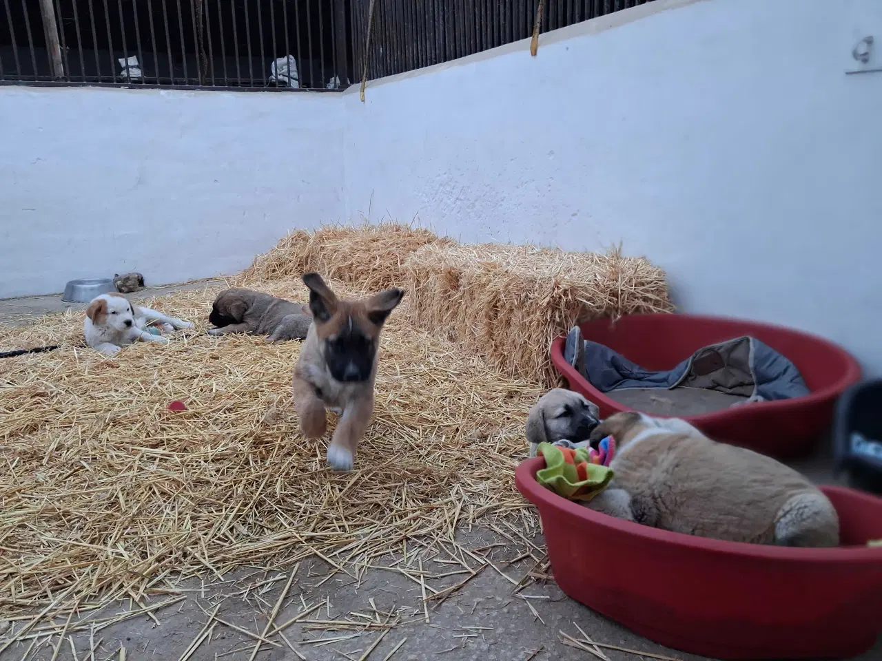 Billede 6 - Mastif hundehvalpe