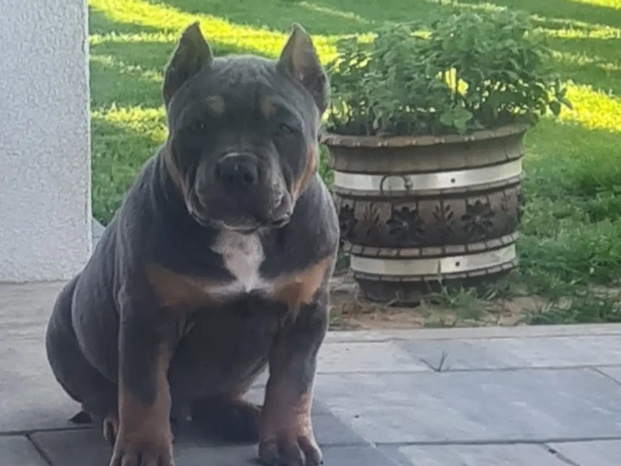 Billede 16 - American Bully Dreng 11 uge 